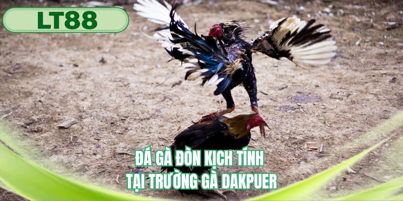 Theo dõi đá gà đòn với các trận đấu khó đoán 